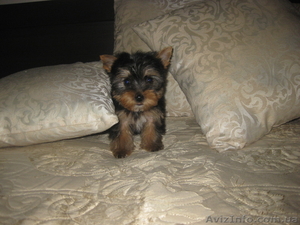 Щенок йоркширского терьера ждет своего хозяина! #597435