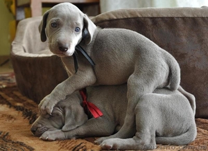 Веймарская легавая щенки !!!!! #598664