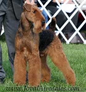 Щенки эрдельтерьера #571588