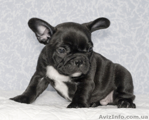 Продам щенков французского бульдога Продам щенков французского бульдога шоу-клас #596248