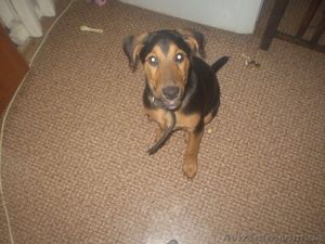 Отдам щенка в заботливые руки #598633