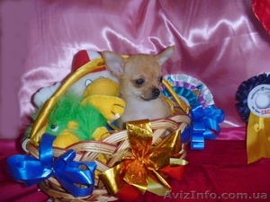 Чихуахуа очаровательные мини малыши .Доставка  #459412