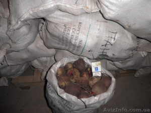 Продам свеклу столовую оптом и мелким оптом  #585265