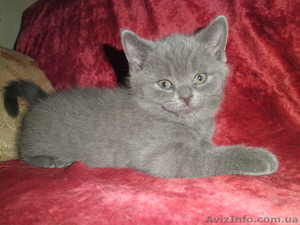 котята шотланские вислоухие #592176