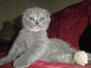 г.Запорожье Назаренко Елена 0971207016 #592169