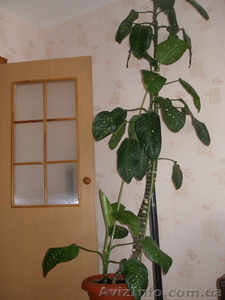 Диффенбахия 2, 7 м. #588157