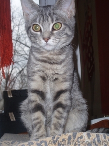 Отдам красавицу Грейси в хорошие руки #602314