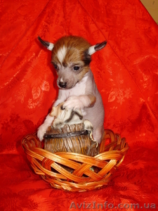 Китайская хохлатая собачка. Щенки #569734