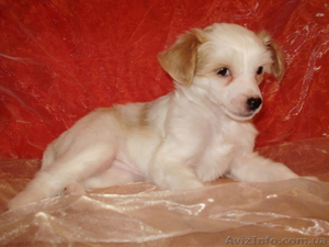 Щенки породы Китайская Хохлатая Собачка #592900