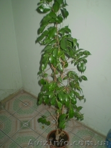фикус(молодой))))))))))))) #577810