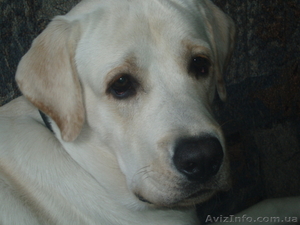 Лабрадор- ретривер ищет подружку  #573794
