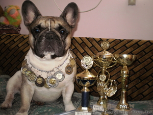 Вязка.  Французский бульдог #583039