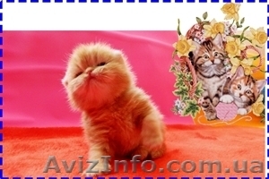 Продажа персов и экзотов #584596