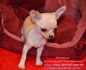 Щеночки чихуахуа шоу-класса #602069