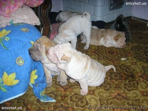 Продаются красивые щенки #592179