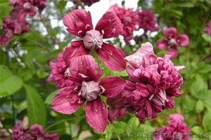 Продам клематисы (Польские сорта) #563527