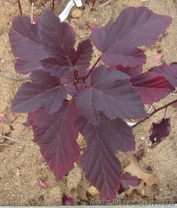 Пузыреплодник калинолистный Diabolo Co 3  Ландшафтный дизайн, озеленени #568166