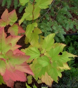 Пузыреплодник калинолистный Luteus Cо 3  Ландшафтный дизайн, озеленение #568188