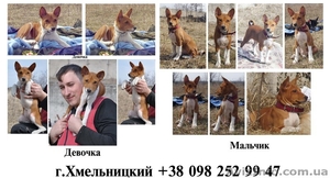 щенки басенджи (конго терьер) #600751