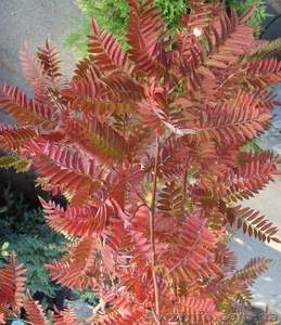 Рябина обыкновенная Red Tip Co 25 (180 Pa)  Ландшафтный дизайн, озелене #568190