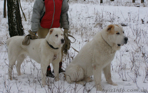 Щенки среднеазиатской овчарки (алабая)  #576471