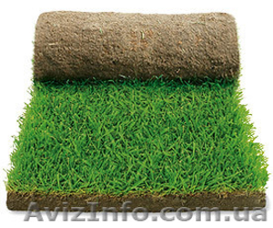 Укладка рулонного газона #577314