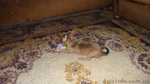 Продается щенок Чихуахуа (мальчик) #586466