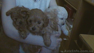 продам мини пуделя #590303