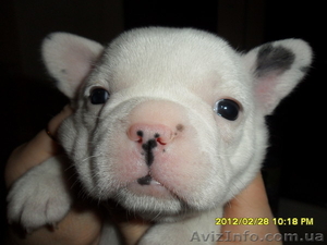 Щенки французского бульдога с родословной #564637