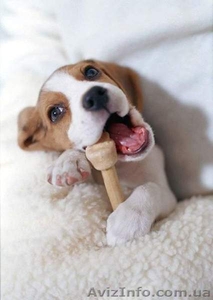 Предлагается очаровательные щенки бигль #581223