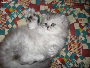 котята перс-шиншилла #600026