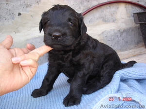 щенки русского  черного терьера  #581087