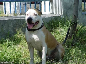 Щенки Амстаф с документами отличные родители недорого #586013