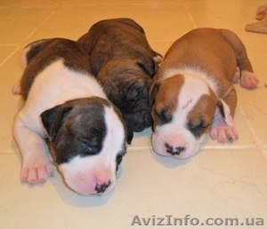 Щенки стаффордширского терьера #590288