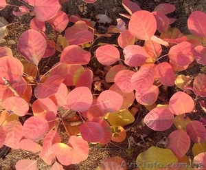 Скумпия кожевенная Golden Spirit Cо 3  Ландшафтный дизайн, озеленение   #568194