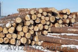 Кругляк, пиловочник(сосна) #593754