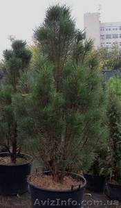 Сосна черная Pyramidalis (140-160)  Ландшафтный дизайн, озеленение   #568201