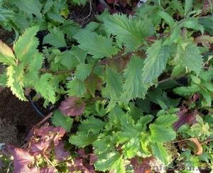 Спирея Бумальда Crispa Cо 3  Ландшафтный дизайн, озеленение   #575727