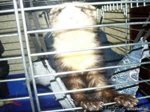 Срочно продам маленького хорька (фретку) в связи с переездом,  Таврический (1 000 #566455