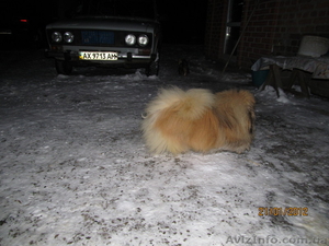 Щенок пекинеса, цвет шиншилла,  кобель,  документы КСУ,  дата рождения 20.03.12. #594492