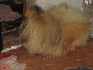 Продаётся щенок пекинеса,  кобель,  цвет шиншилла,  документы КСУ,  д. р. 20.03.12. #594511