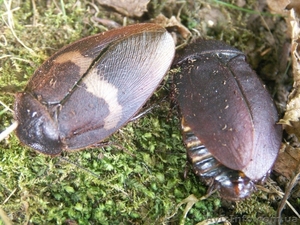 Таракан капучино (Erdaula capucina) #594680