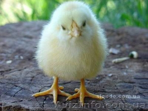 Цыплята бройлера Кобб 500 суточные #591346