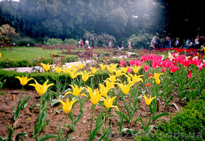 Туры в Крым из Харькова. Навигатор Украина.Парад тюльпанов  #589175