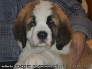 Одесса,  щенки сенбернара #564171