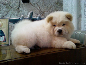 Щенки чау-чау представительного класса #564574