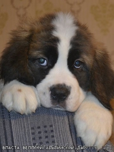 Продам щенков сенбернара Одесса #564179