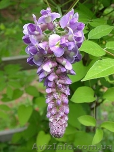  Глициния (wisteria floribunda),  саженцы. #570222