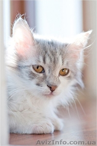 Пушистая маленькая девочка срочно ищет семью #593523