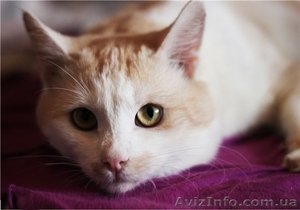 50 котиков живут впроголодь в приюте #593545